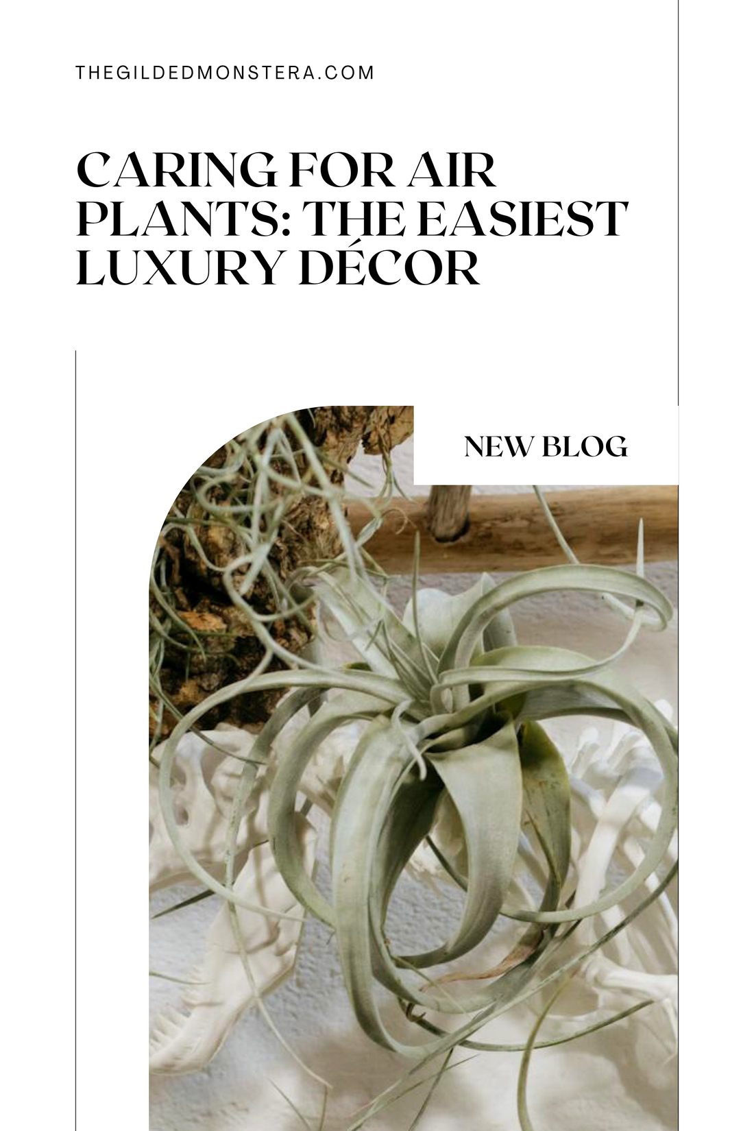 Caring for Air Plants: The Easiest Luxury Décor