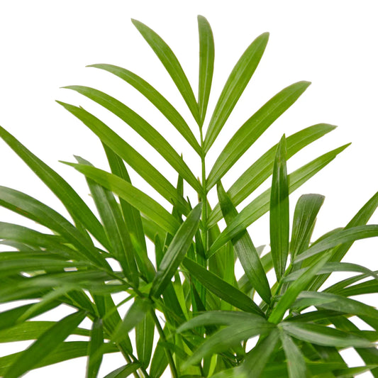The Majesty of Parlor Palms: A Tropical Touch for Your Home