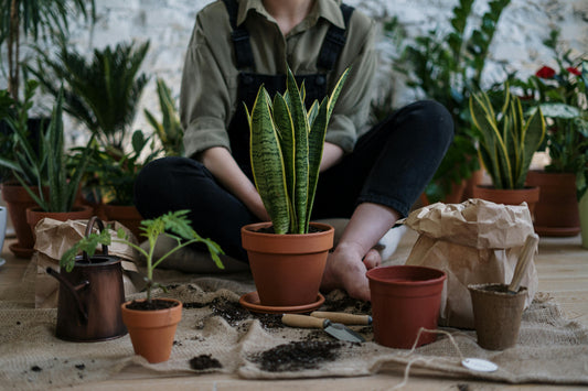 Repotting 101: When & How to Give Your Plant a New Home