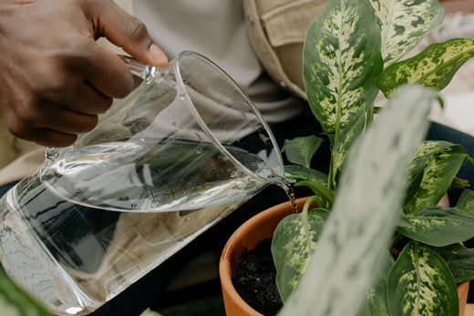 The Art of Watering: How to Avoid Overwatering & Underwatering