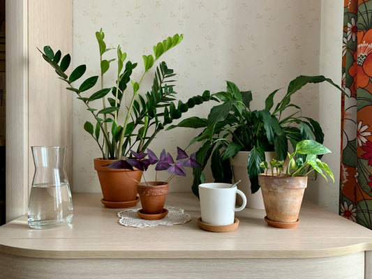 Top 10 Questions About Houseplants (and Easy Answers to Get You Started!)