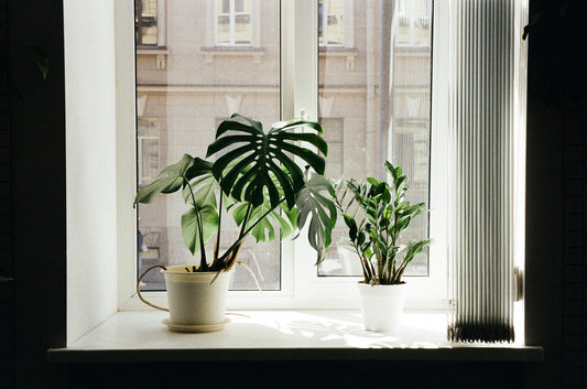 Top 10 Tips on Caring for Indoor Plants: Your Guide to Happy, Thriving Houseplants