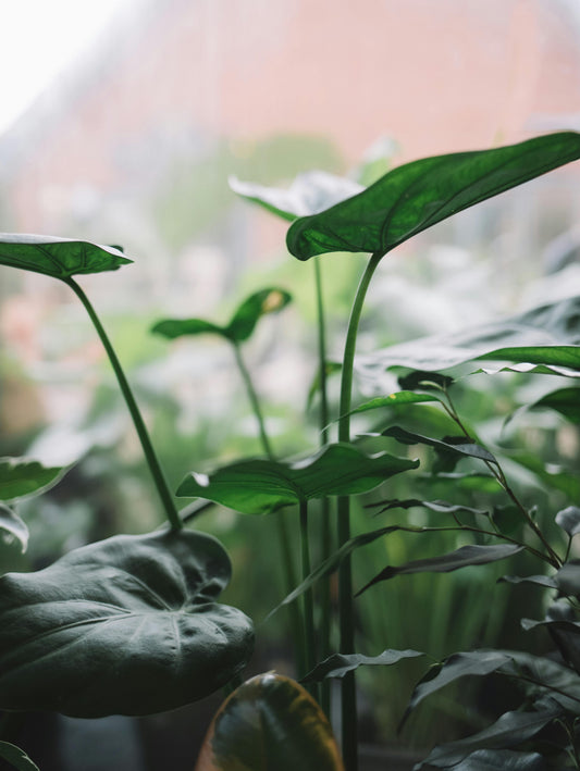 Fertilizer Finesse: How to Feed Your Plants for Lush Growth