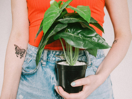The Perfect Plant Gift: Stylish Ideas for Plant Lovers