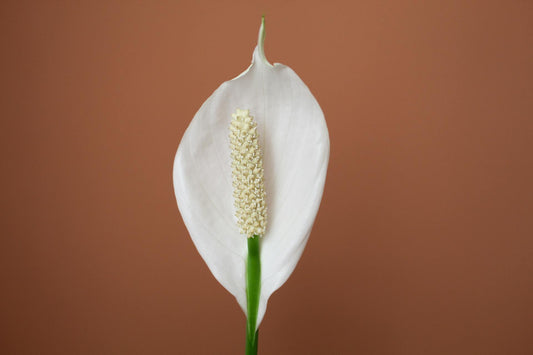 The Timeless Appeal of Peace Lilies