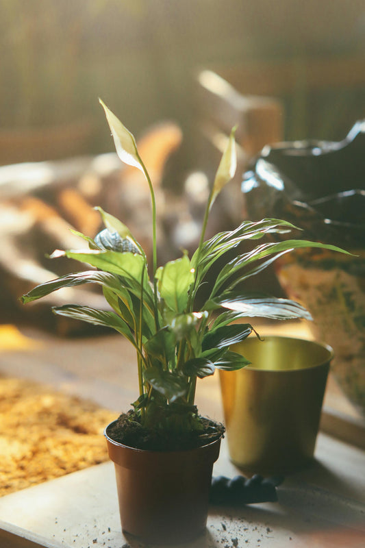 Balancing Green & Gold: Using Plant Accessories for a Luxe Look