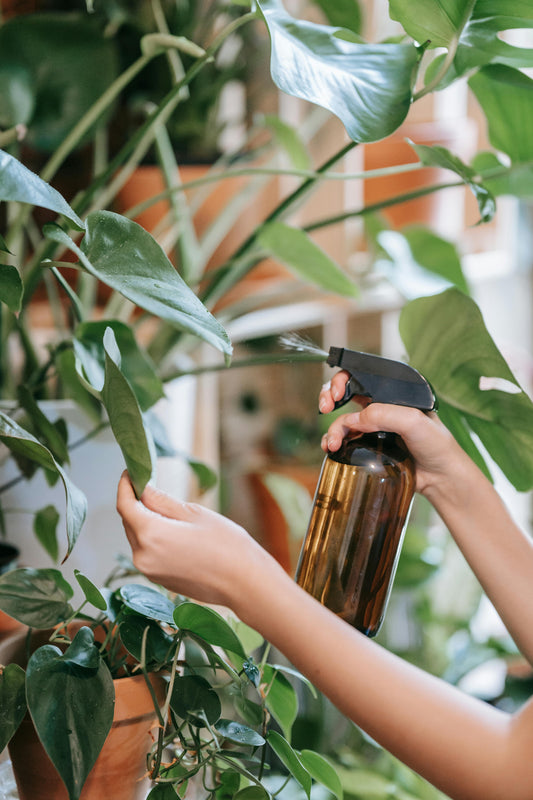 5 Steps to Peaceful Plant Care Routines