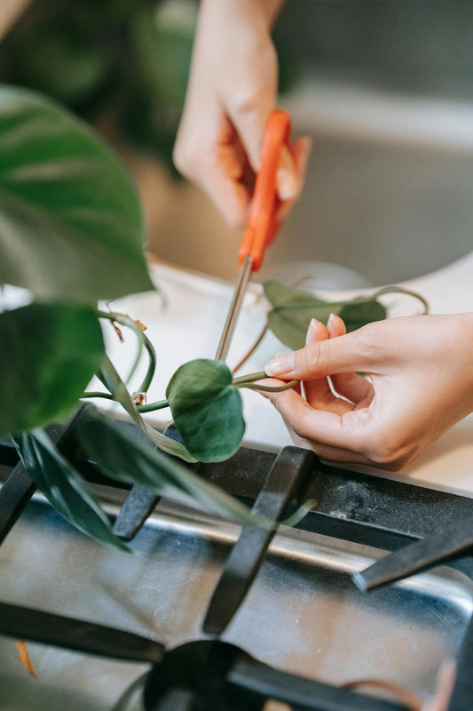 Pruning with Purpose: Keeping Your Plants Thriving