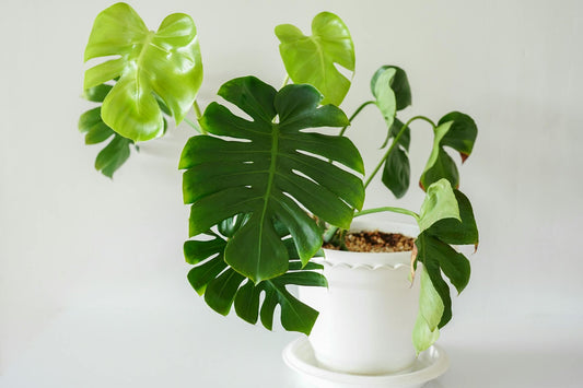 The Monstera Trend: Why It’s the Ultimate Luxury Plant & How To Care For One