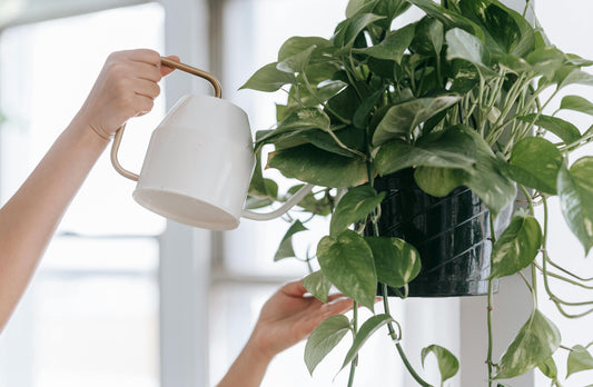 Top 10 Tips on Watering Indoor Plants: Master the Art of Hydration