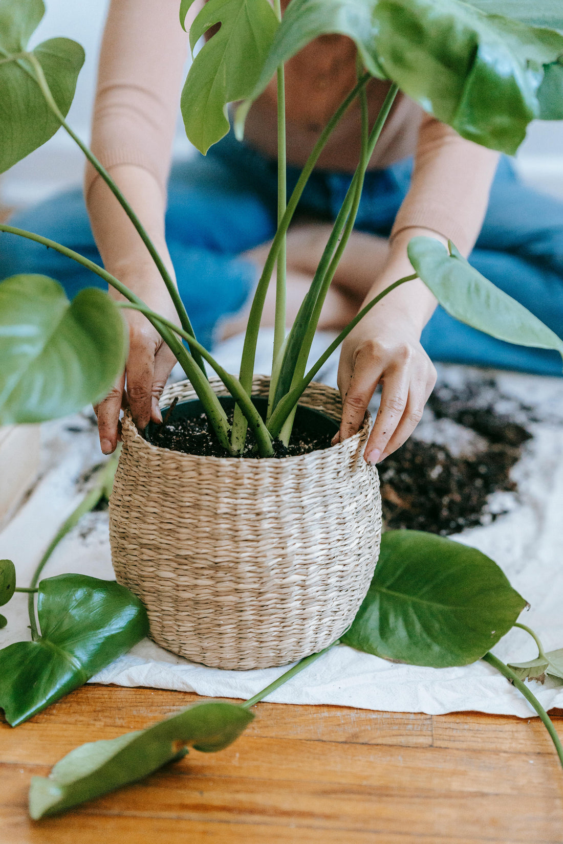 The Link Between Plants and Mental Health