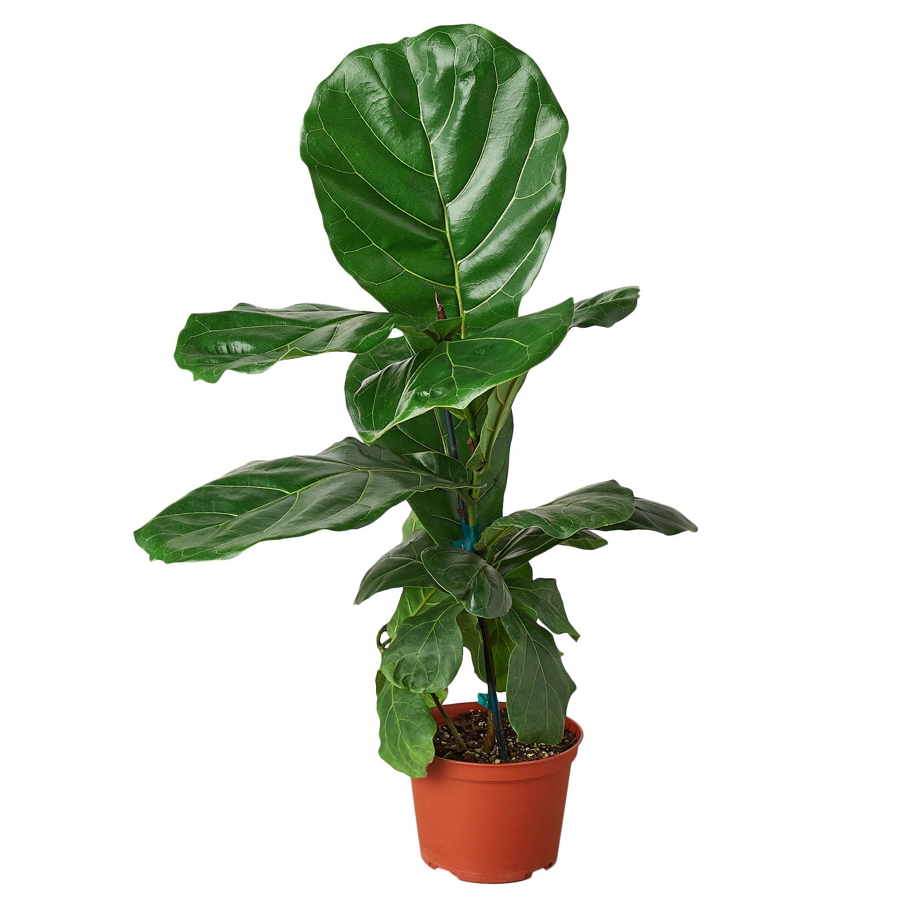 monstera or fiddle leaf fig Ficus Lyrata 'Fiddle Leaf Fig' – The Gilded Monstera