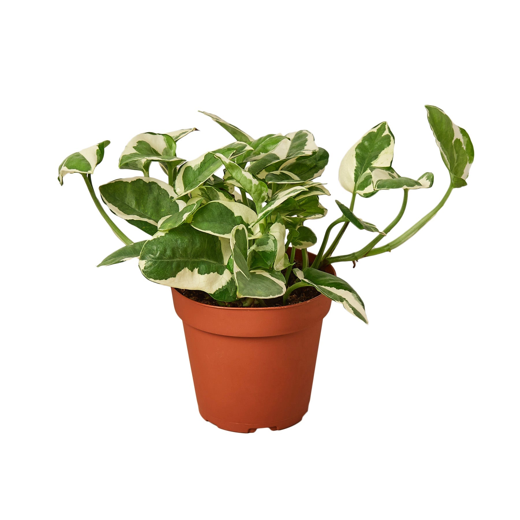 Pothos 'N'joy' – The Gilded Monstera