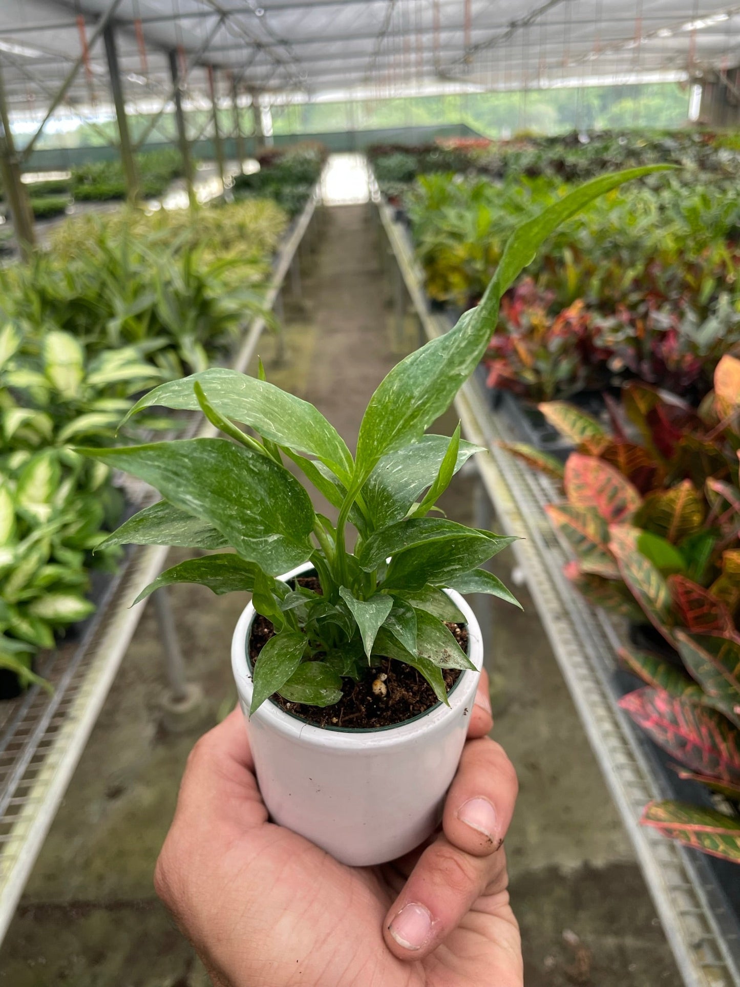 Variegated Spathiphyllum 'Domino' Peace Lily