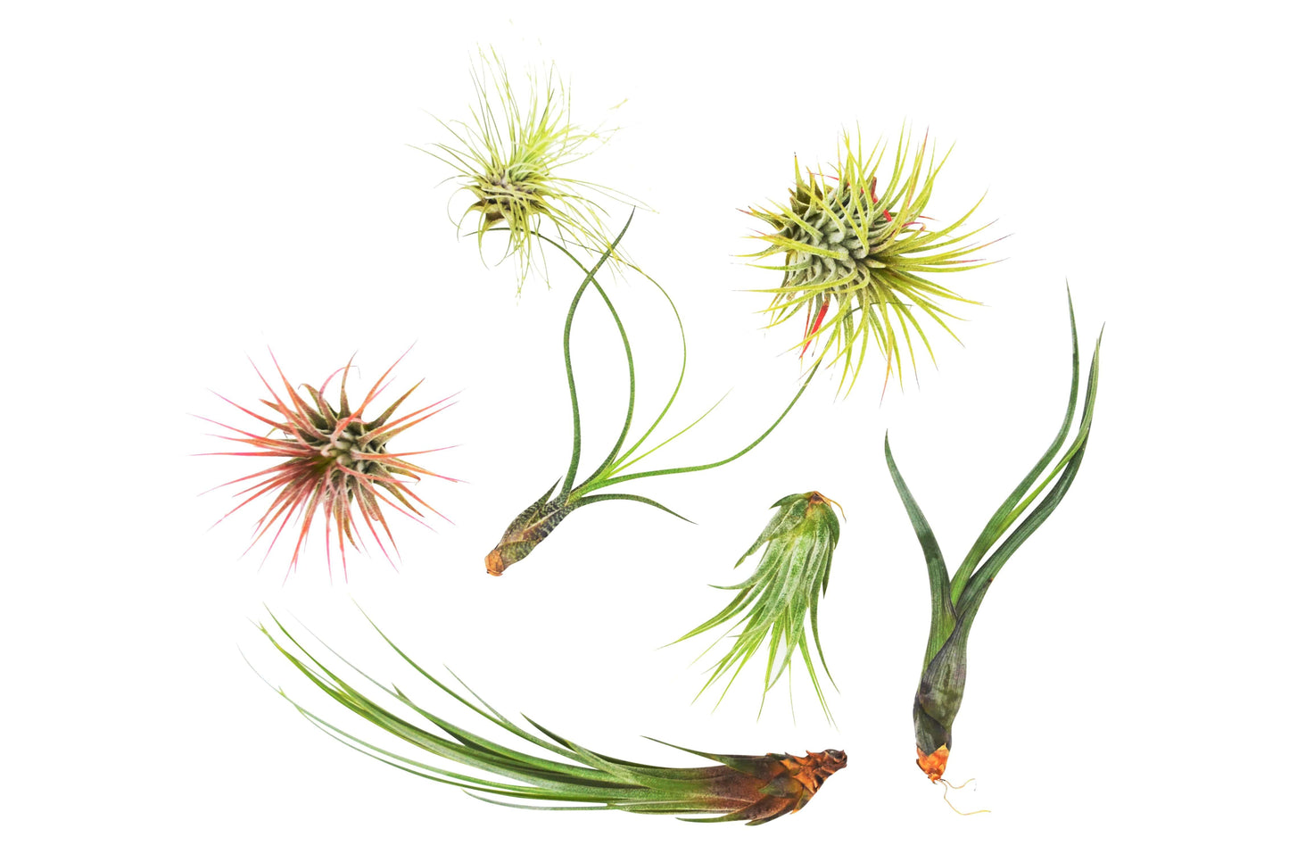 Tillandsia Air Plant Variety Pack - 7 pack