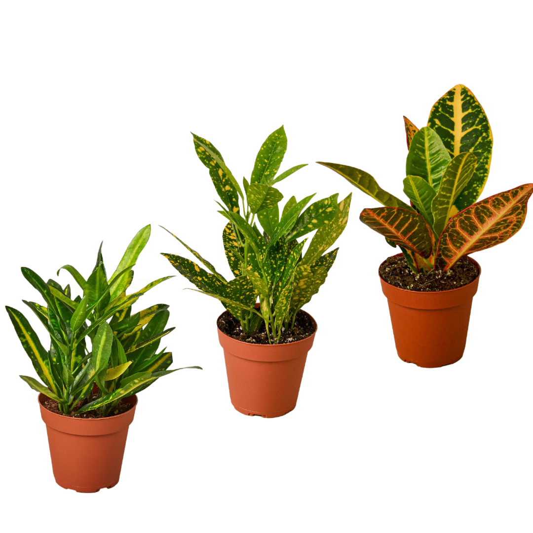 3 Croton Variety Pack - 4" Pots