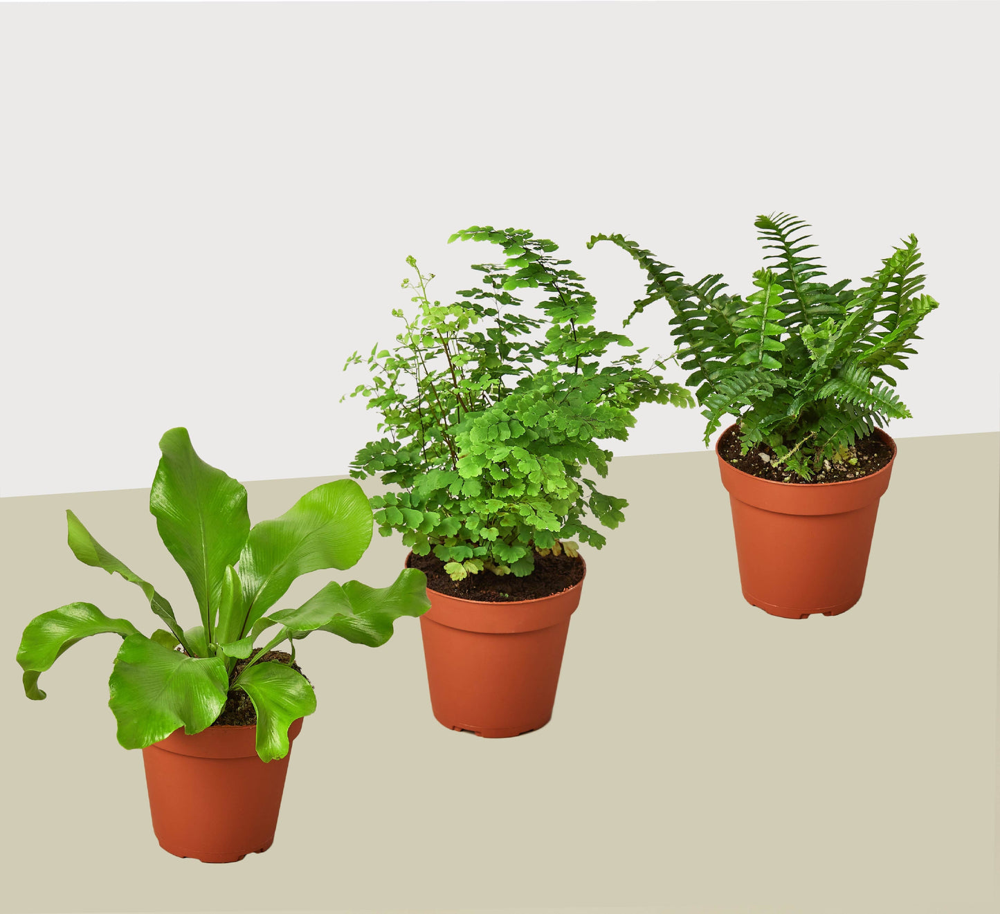 3 Fern Variety Pack - 4" Pots