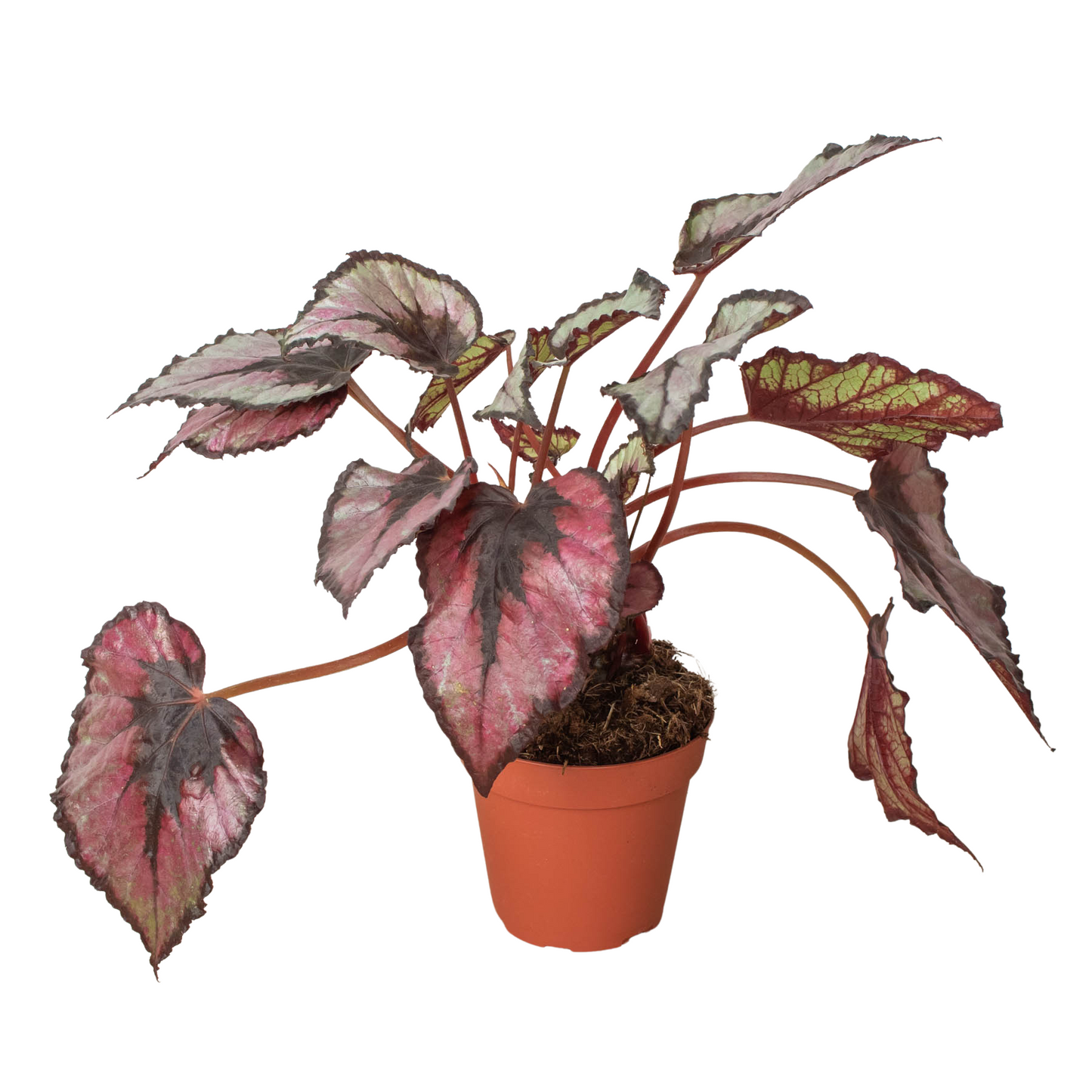 Begonia 'Rex' - 4" Pot Assorted Colors