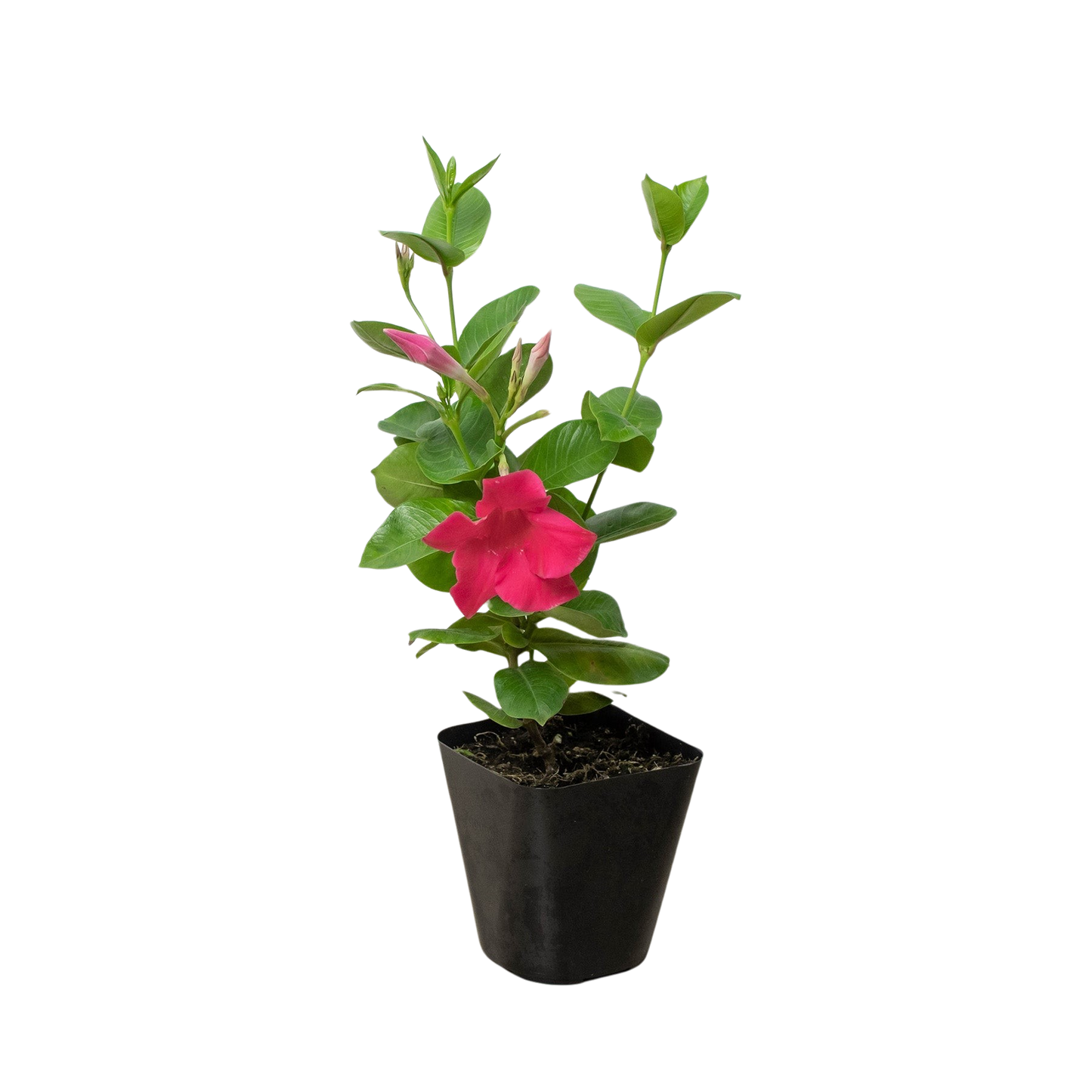 Dipladenia Premier Pink or White