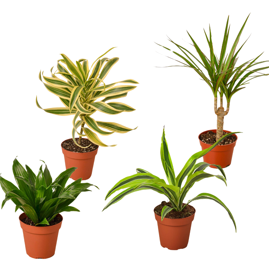 4 Dracaenas Variety Pack - 4" Pot