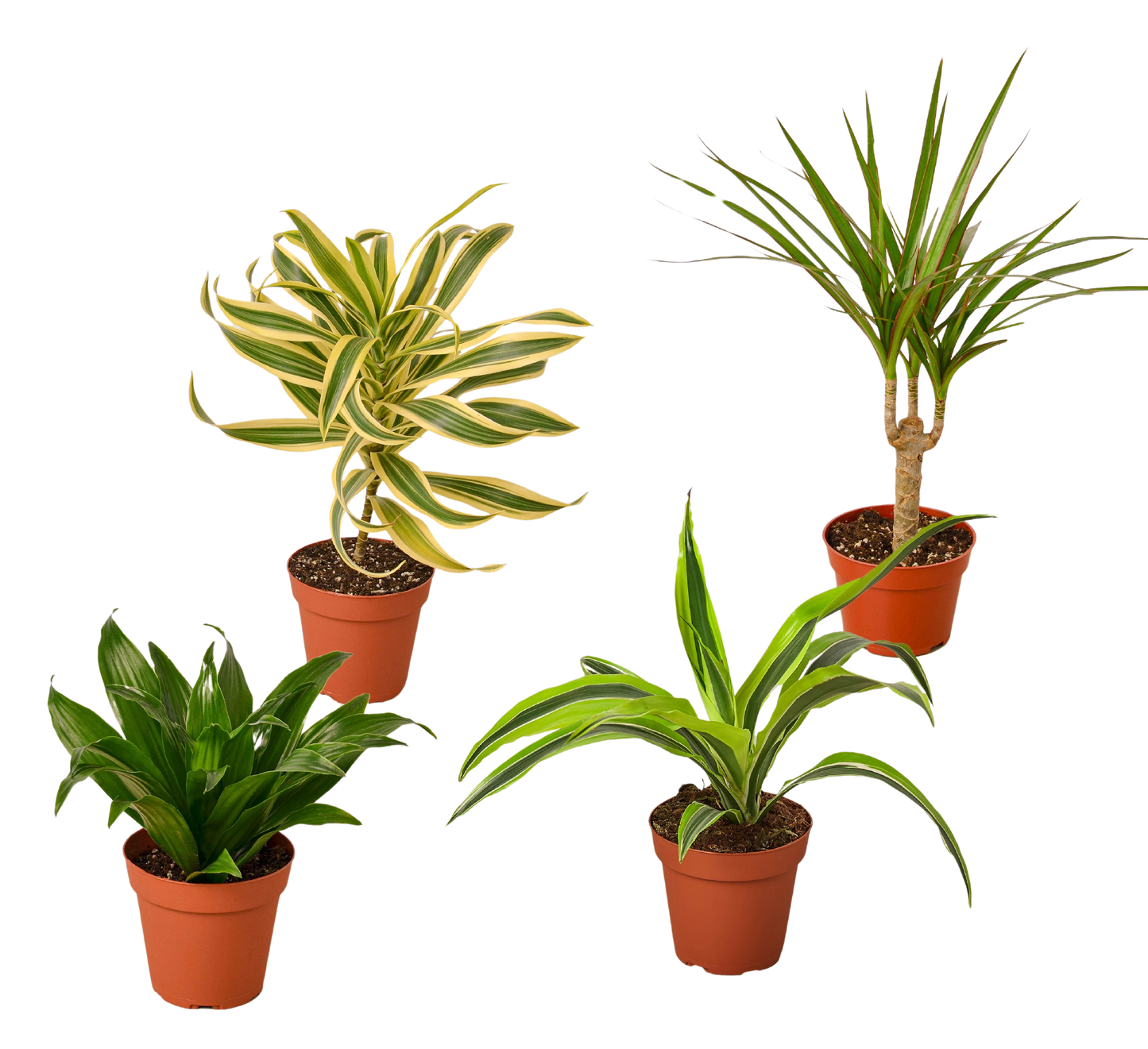 4 Dracaenas Variety Pack - 4" Pot