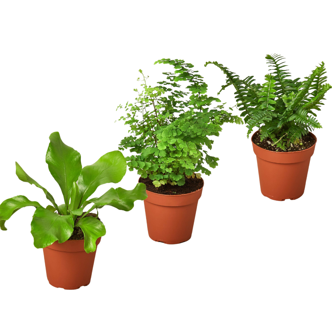 3 Fern Variety Pack - 4" Pots