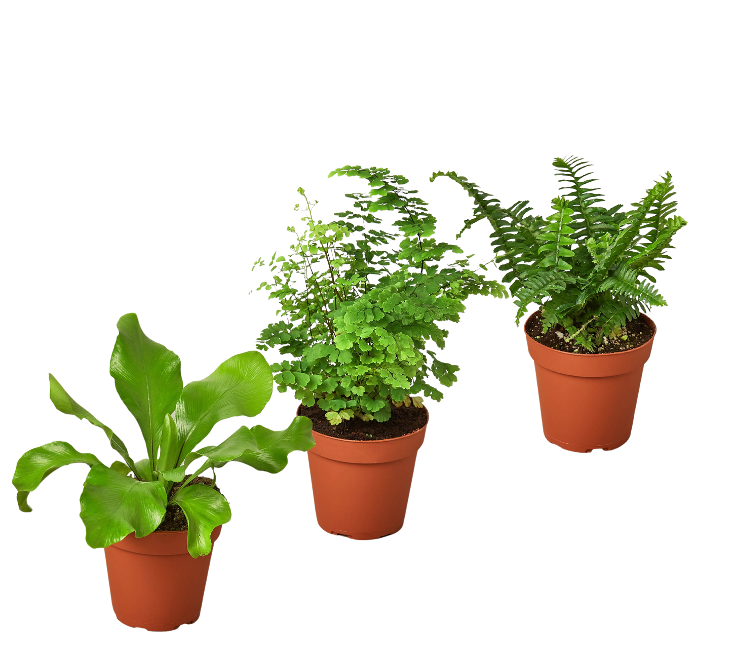 3 Fern Variety Pack - 4" Pots