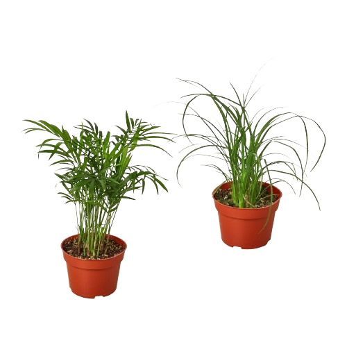 2 Palm Variety Pack - 4" Pots