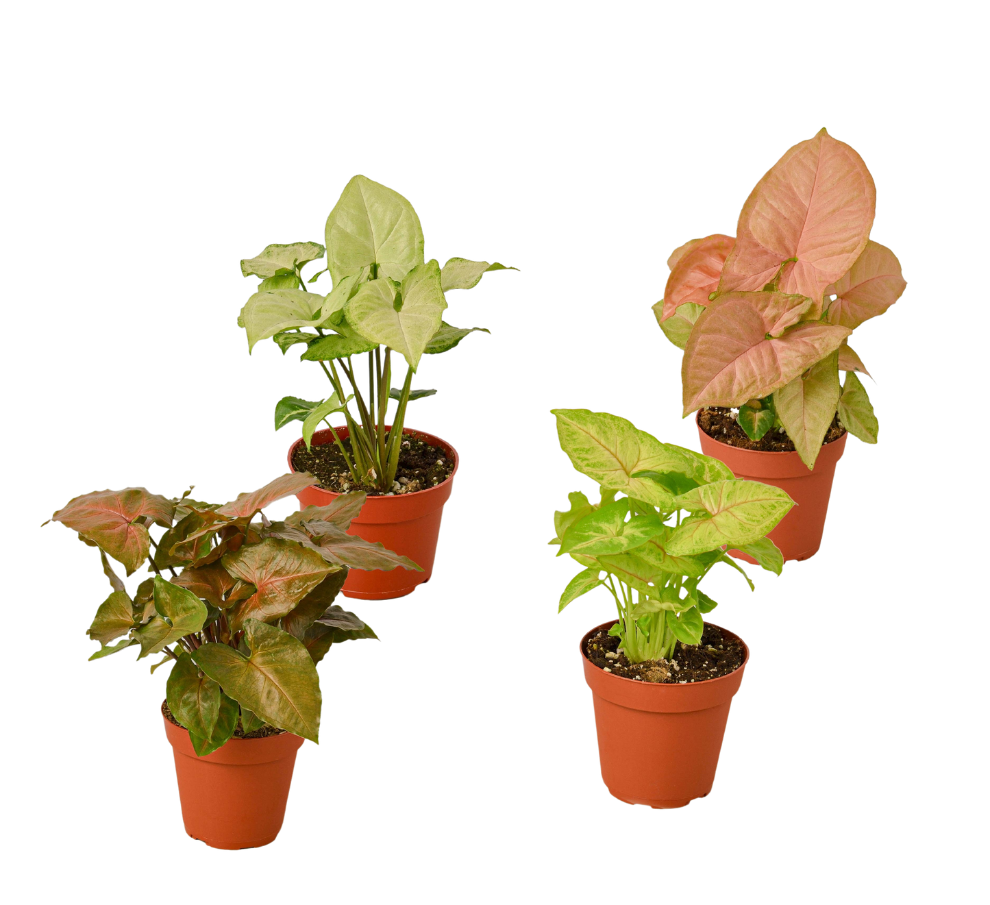 4 Syngonium Plants (Arrowhead Plants) Variety Pack - 4" Pot