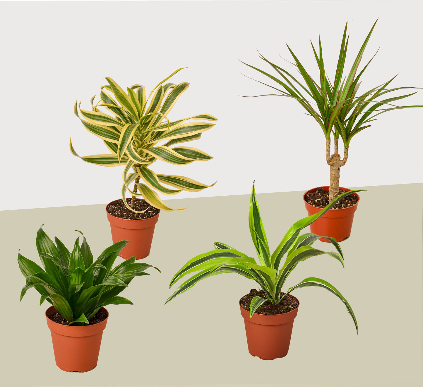 4 Dracaenas Variety Pack - 4" Pot