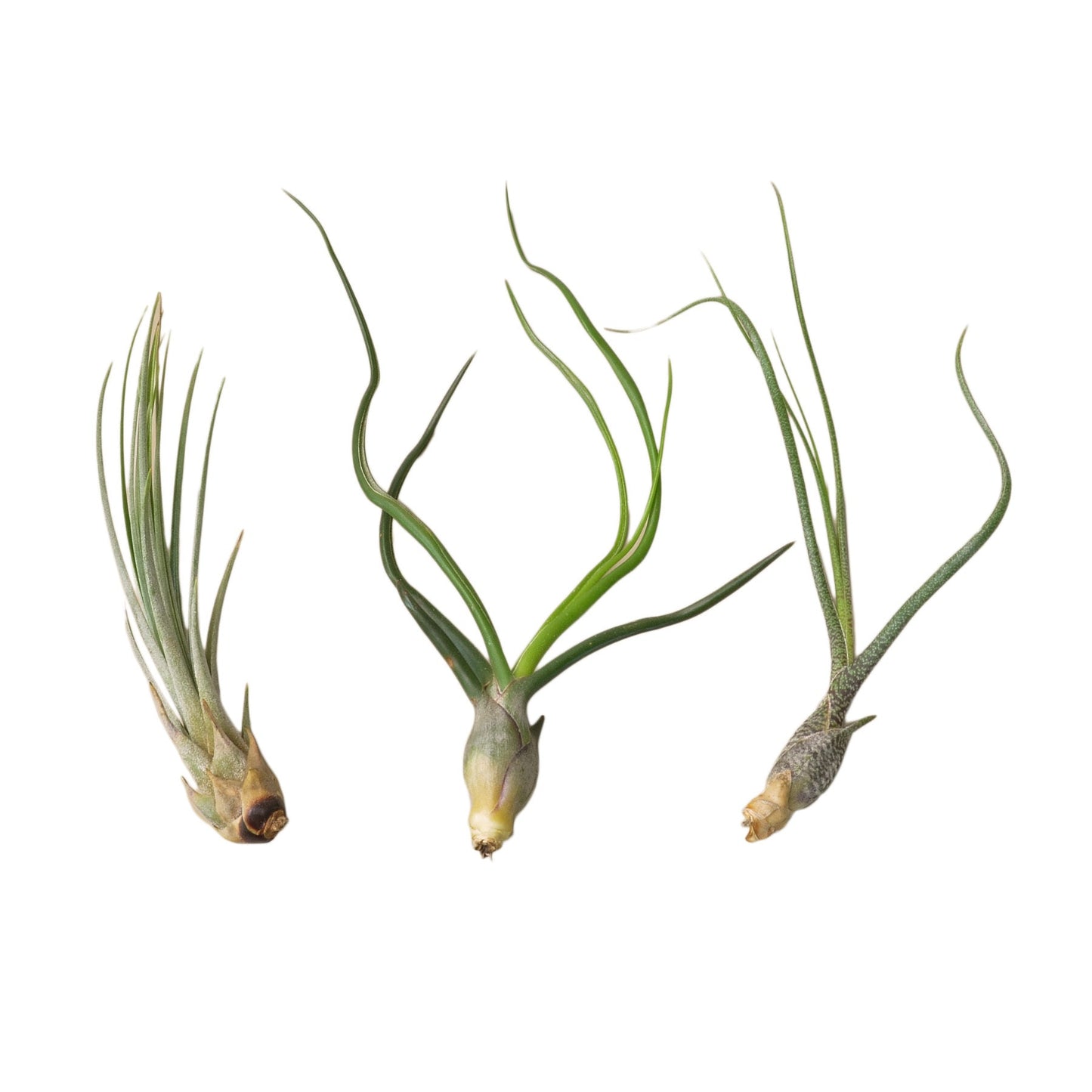Large Tillandsia Air Plant Variety Pack - 3 Pack