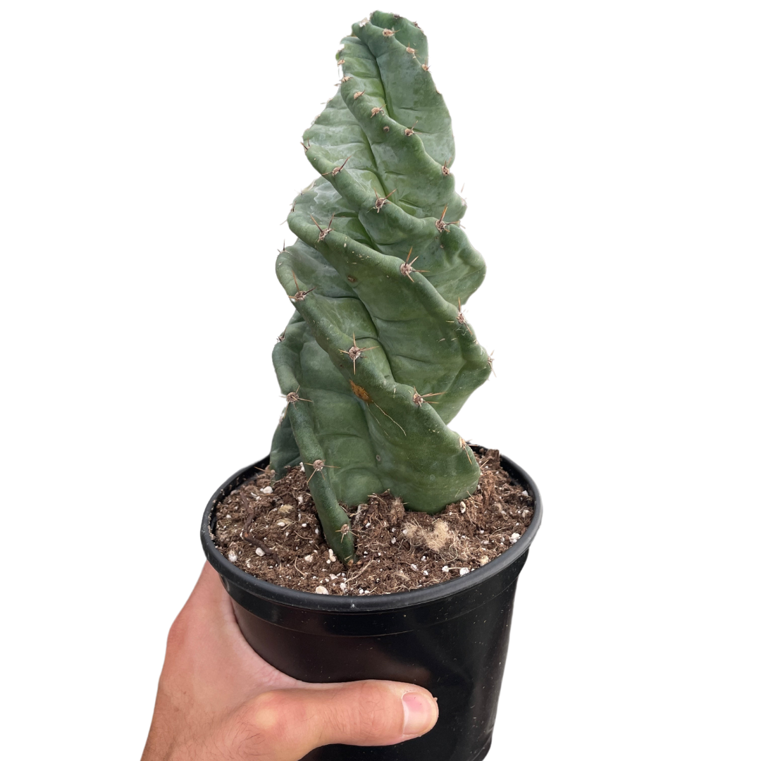 monstera cactus Cereus forbesii 'Spiralis' – The Gilded Monstera