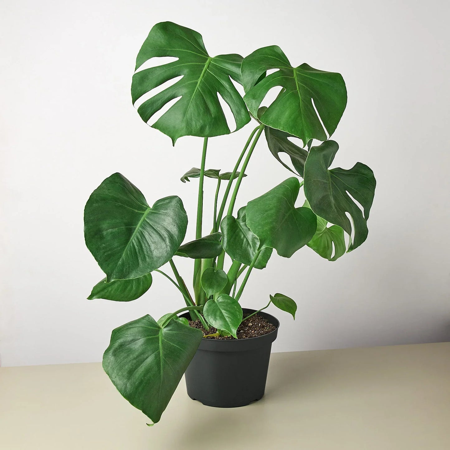 Philodendron Monstera Deliciosa