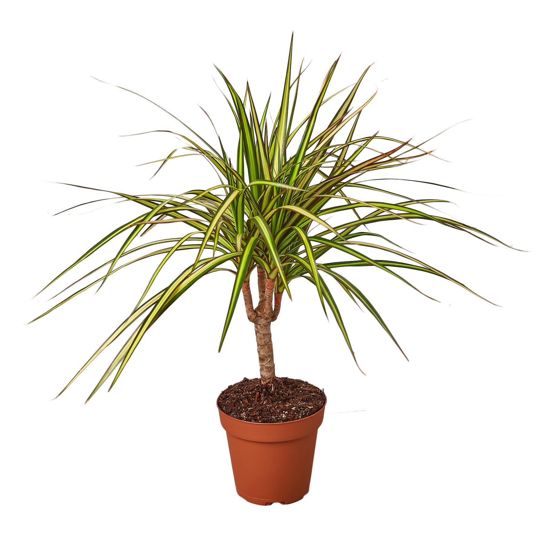 monstera dracaena Dracaena Marginata 'Sunshine'