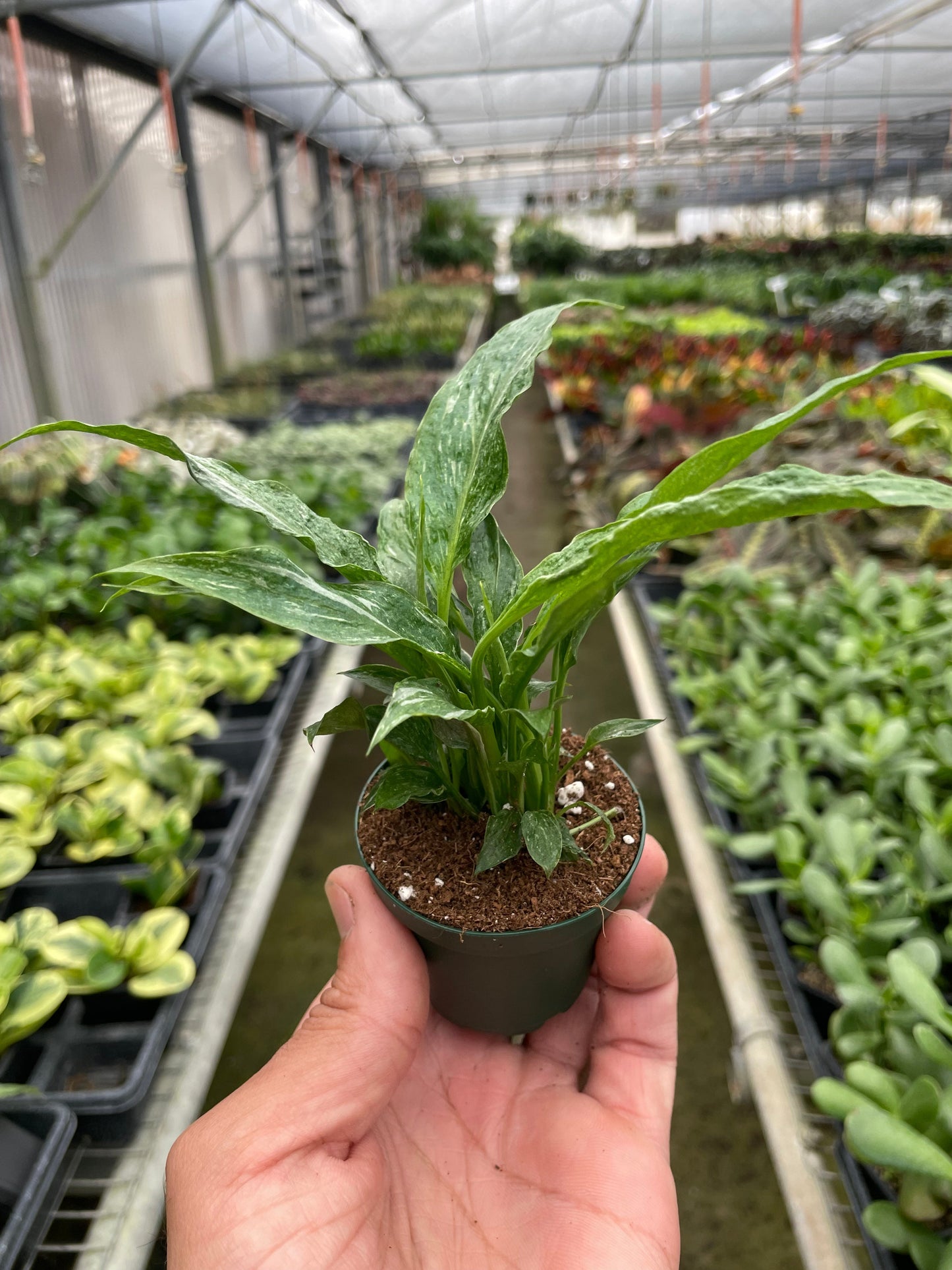 Variegated Spathiphyllum 'Domino' Peace Lily