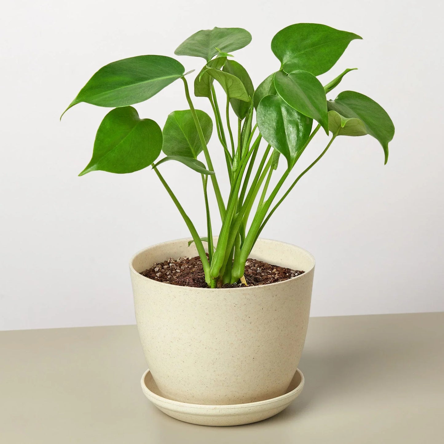 Philodendron Monstera Deliciosa