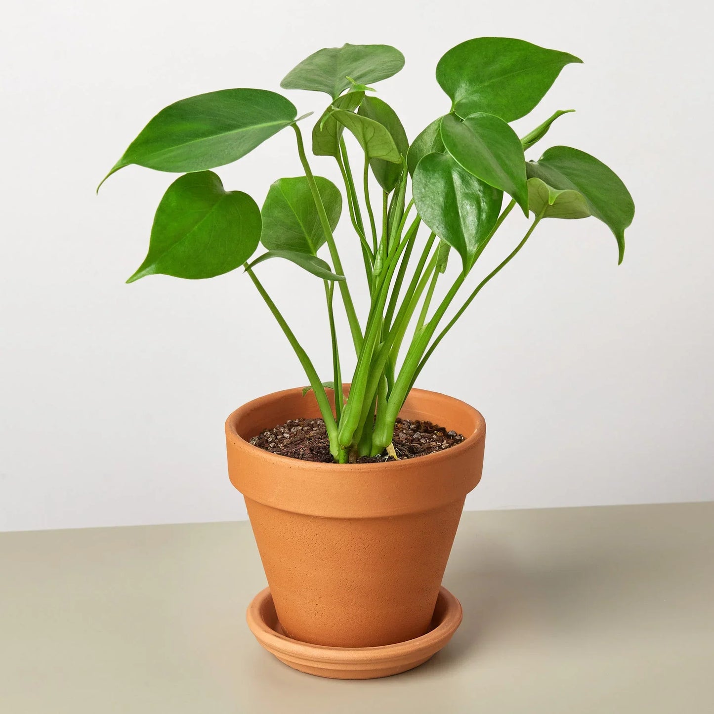 Philodendron Monstera Deliciosa