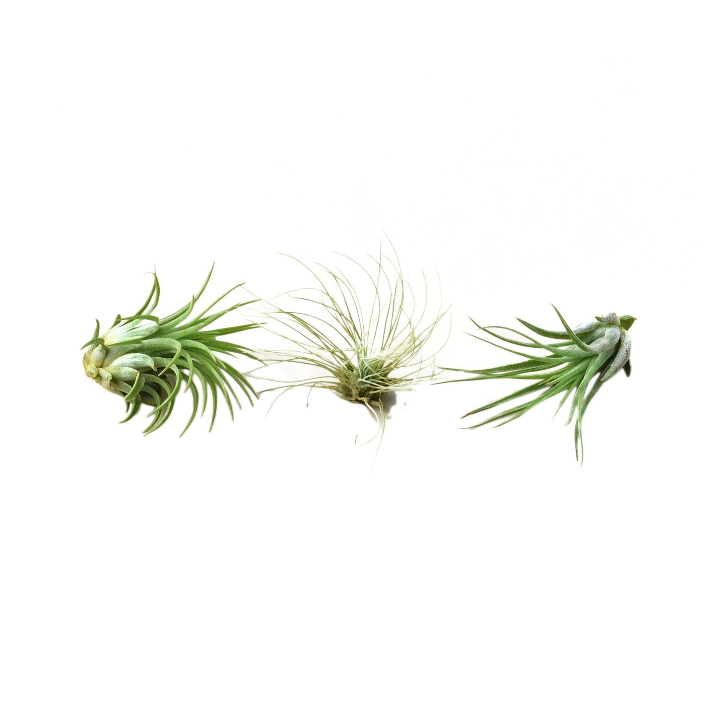 Air Plant Variety 3 Pack - Large