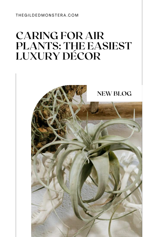 Caring for Air Plants: The Easiest Luxury Décor