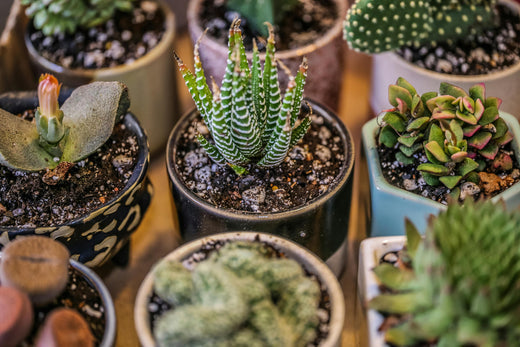 Kick Off the Year with Green Goals: Succulents to Brighten Your Dry January