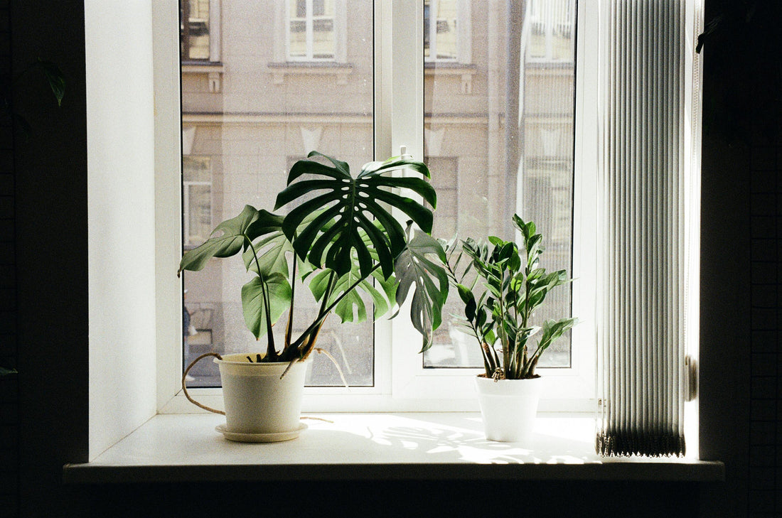 Top 10 Tips on Caring for Indoor Plants: Your Guide to Happy, Thriving Houseplants