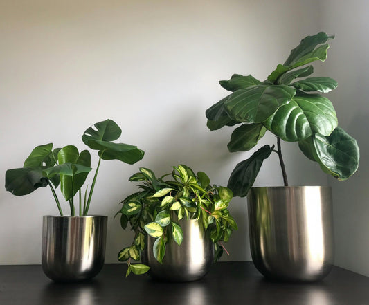 Curating a Statement Plant Corner: Transform Your Space with Greenery
