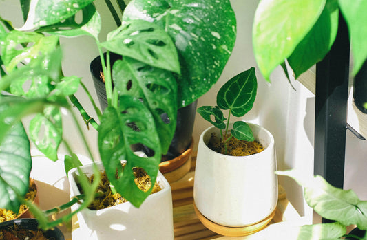 Eco-Luxury Living: Sustainable Plant Care Tips