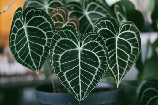Rare & Exotic Plants for the Discerning Collector: A Guide to Unique Greenery