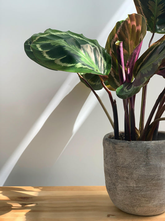 Luxury Plant Care Routine: Weekly, Monthly, Seasonal