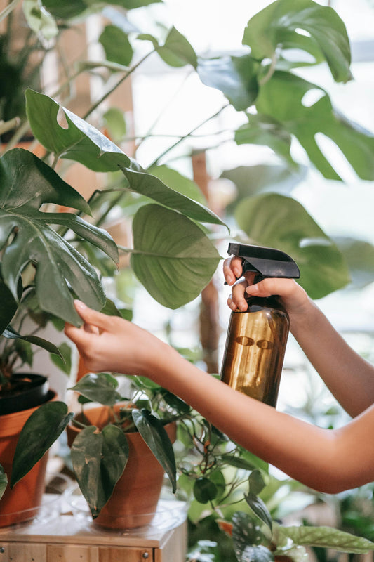 Signs Your Plant Needs Help (and How to Fix It)