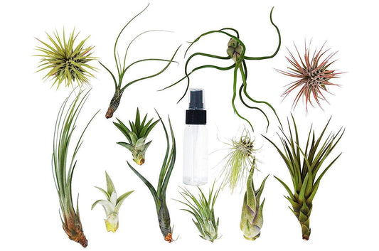 Tillandsia Air Plant Variety Pack w/ Air Plant Food