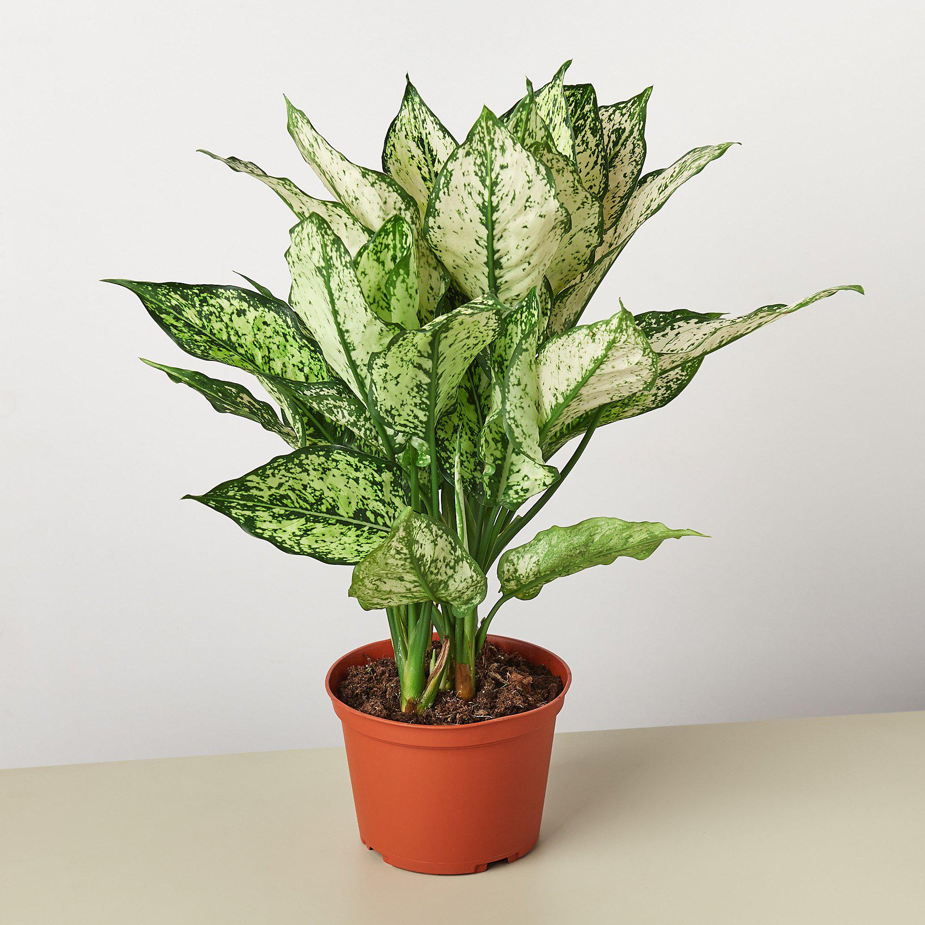 monstera aglaonema Chinese Evergreen 'First Diamond'