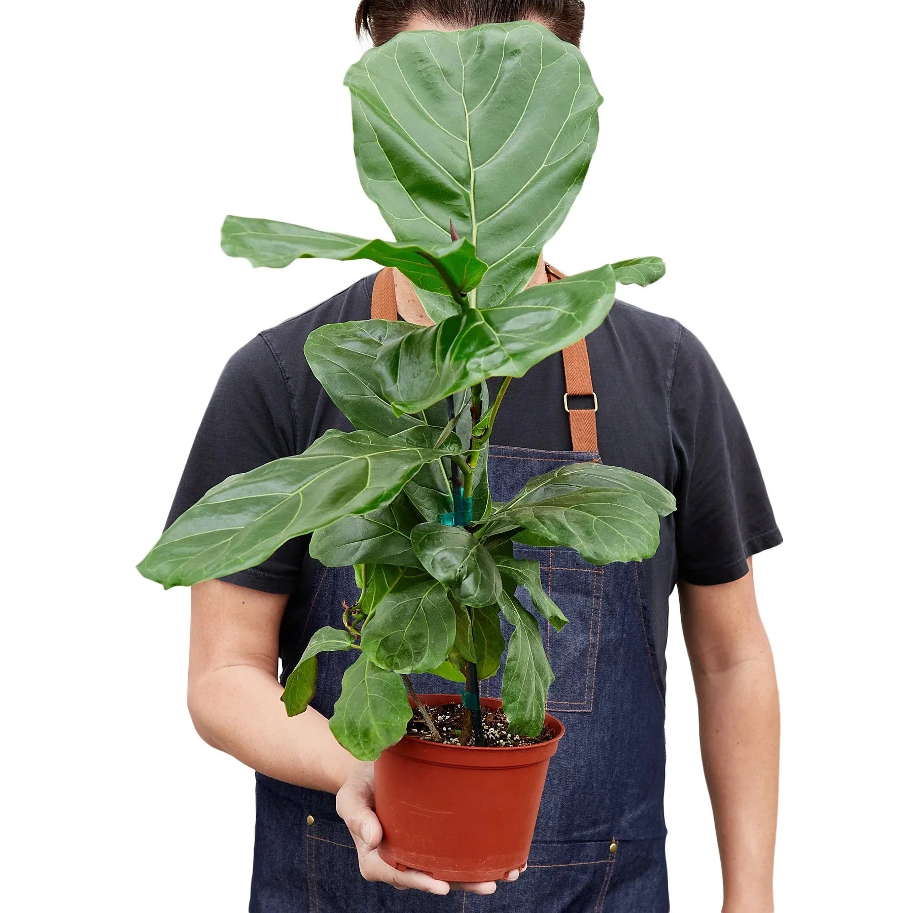 monstera or fiddle leaf fig Ficus Lyrata 'Fiddle Leaf Fig' – The Gilded Monstera