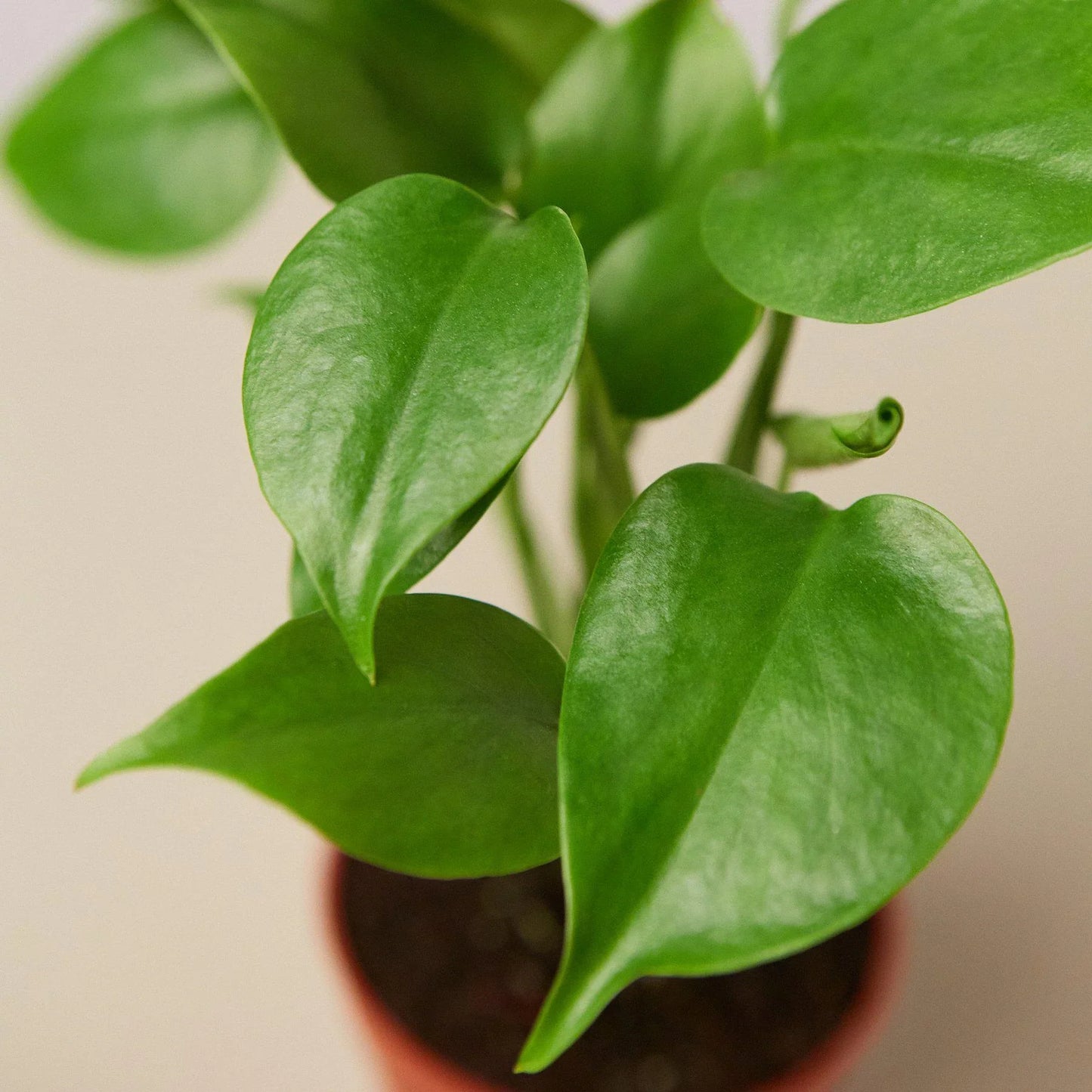 Philodendron Monstera Deliciosa